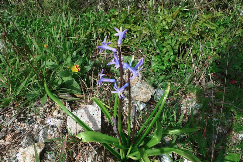 Hyacinthus orientalis